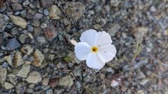 Linanthus dichotomus