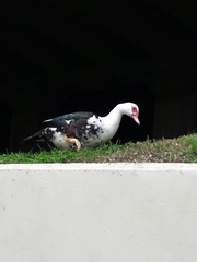 Cairina moschata domestica