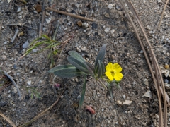 Camissoniopsis pallida