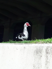 Cairina moschata domestica