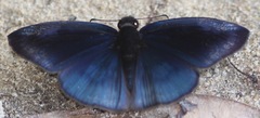 Anastrus neaeris