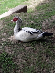 Cairina moschata domestica