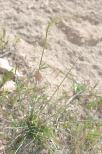 Stipellula parviflora