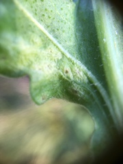 Loewiola centaureae