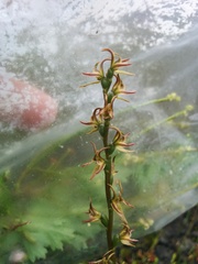 Prasophyllum rostratum