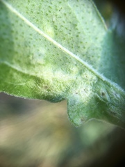 Loewiola centaureae