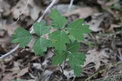 Toxicodendron radicans negundo