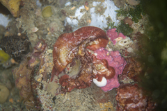 Sonderophycus coriaceus