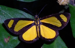 Cabirus procas