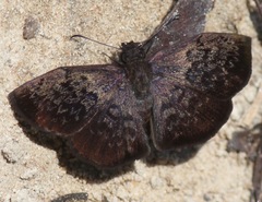 Camptopleura auxo