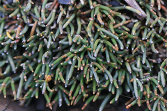 Ephedra frustillata