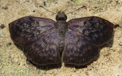 Camptopleura