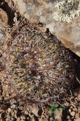 Echinofossulocactus zacatecasensis