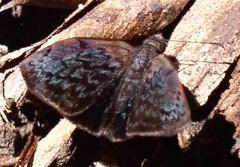 Cycloglypha enega