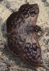 Camptopleura auxo
