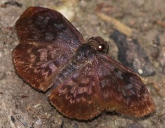 Camptopleura