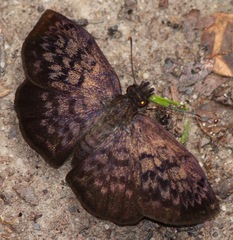Camptopleura auxo