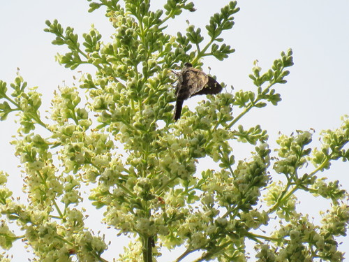 Andean longtail