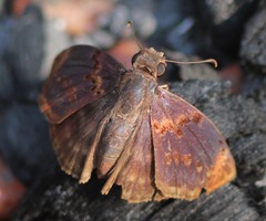 Chiomara mithrax