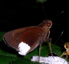 Cobalus virbius