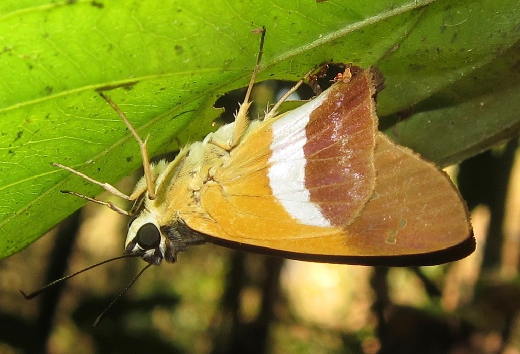 Pseudodrephalys