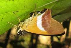 Pseudodrephalys sohni
