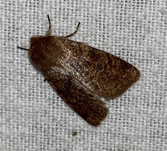 Orthosia rubescens