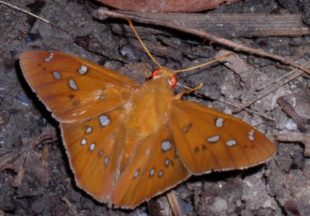 Dyscophellus