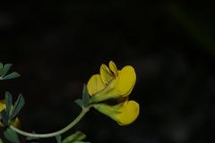 Lotus longisiliquosus image