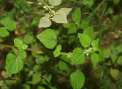 Parietaria debilis