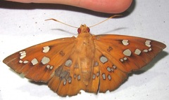 Dyscophellus sebaldus