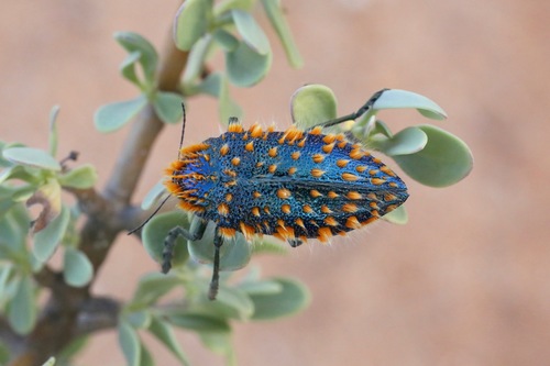 Julodis viridipes · iNaturalist