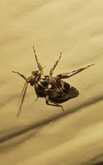 Tropidosteptes quercicola