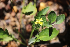 Goodenia glabra