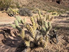 Grusonia