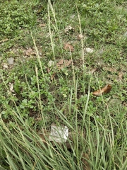 Poaceae