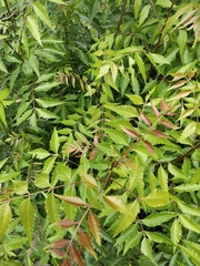 Azadirachta indica