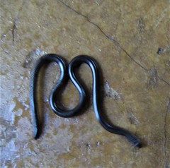 Leptotyphlopidae
