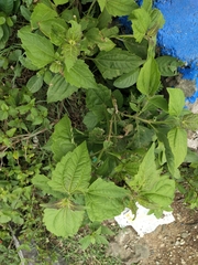 Chromolaena odorata