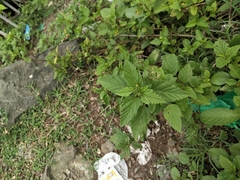 Sida rhombifolia