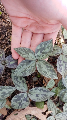 Trillium recurvatum