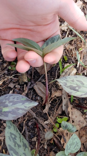 Trillium recurvatum