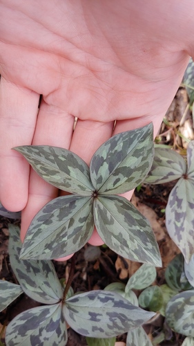 Trillium recurvatum