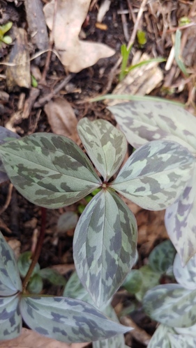 Trillium recurvatum