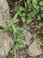 Phyllanthus urinaria