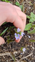 Hepatica americana