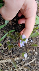 Hepatica americana