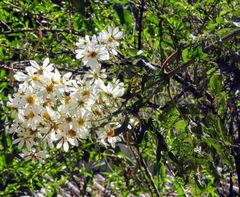Montanoa bipinnatifida