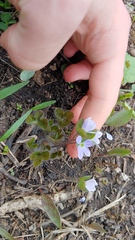 Hepatica americana