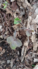 Hepatica americana